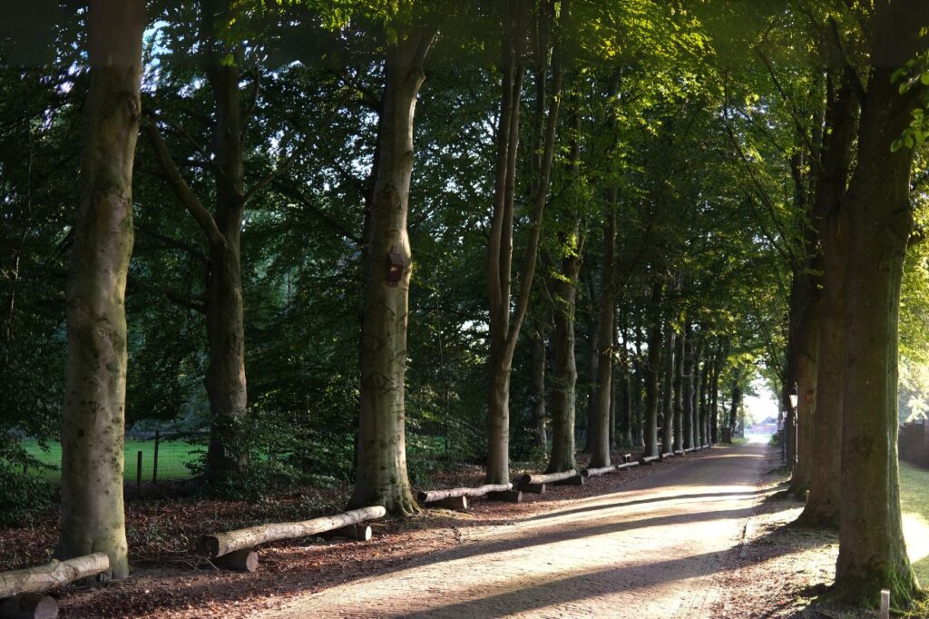 Pad in het bos